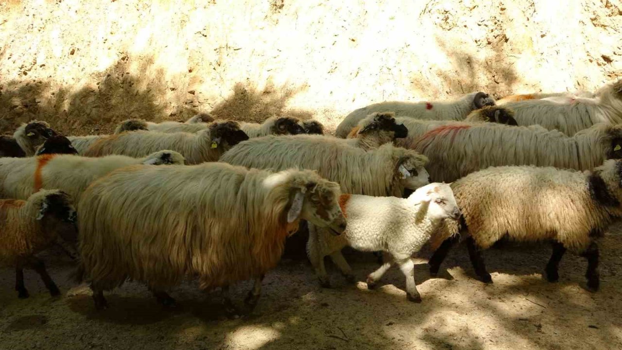 Sürülerin yaylalara zorlu göç yolculuğu başladı