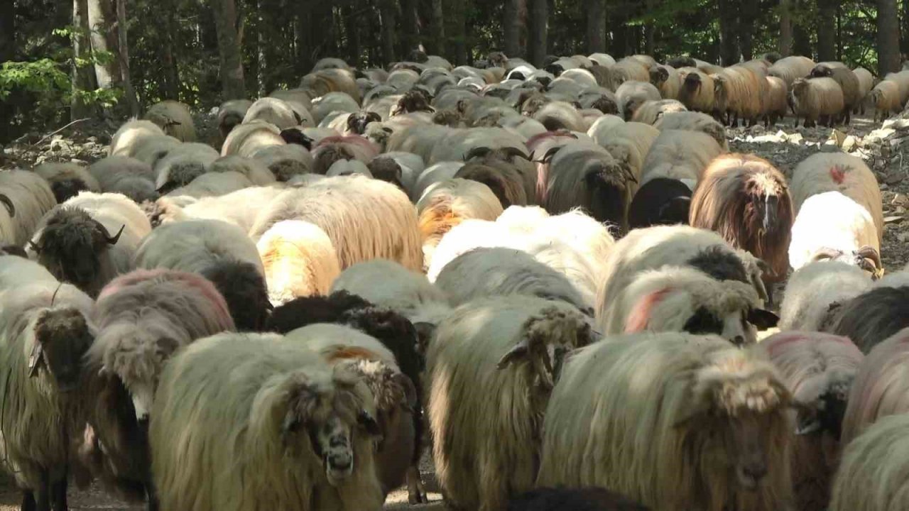 Sürülerin yaylalara zorlu göç yolculuğu başladı