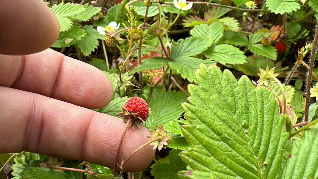 Tadı da farklı aroması da: Dağ çileğine yoğun ilgi