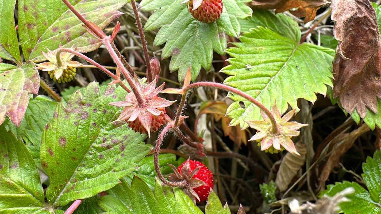 Tadı da farklı aroması da: Dağ çileğine yoğun ilgi