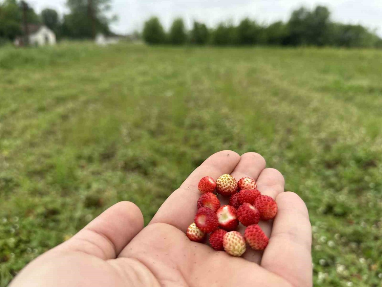 Tadı da farklı aroması da: Dağ çileğine yoğun ilgi