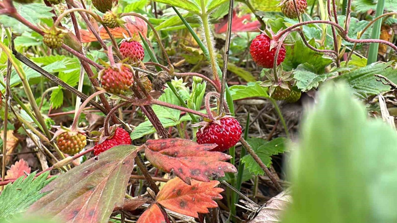 Tadı da farklı aroması da: Dağ çileğine yoğun ilgi