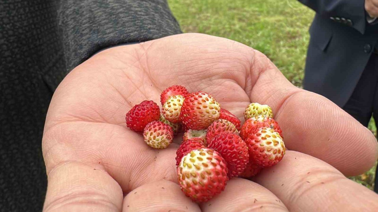 Tadı da farklı aroması da: Dağ çileğine yoğun ilgi
