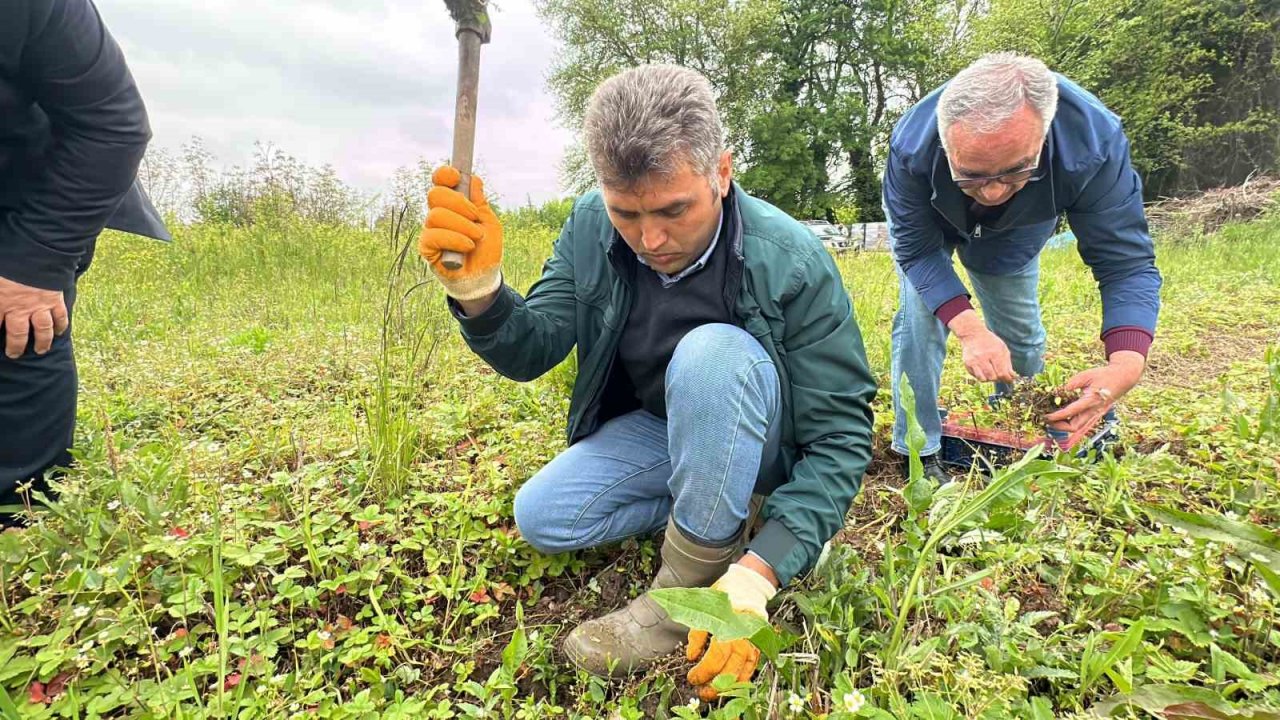 Tadı da farklı aroması da: Dağ çileğine yoğun ilgi