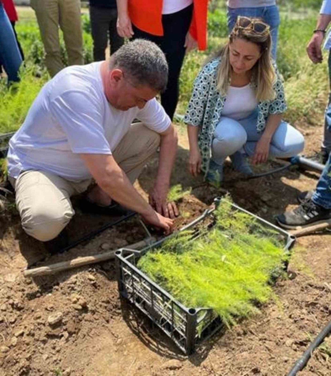 Efeler’de 4 bin 300 kuşkonmaz fidesi dağıtıldı