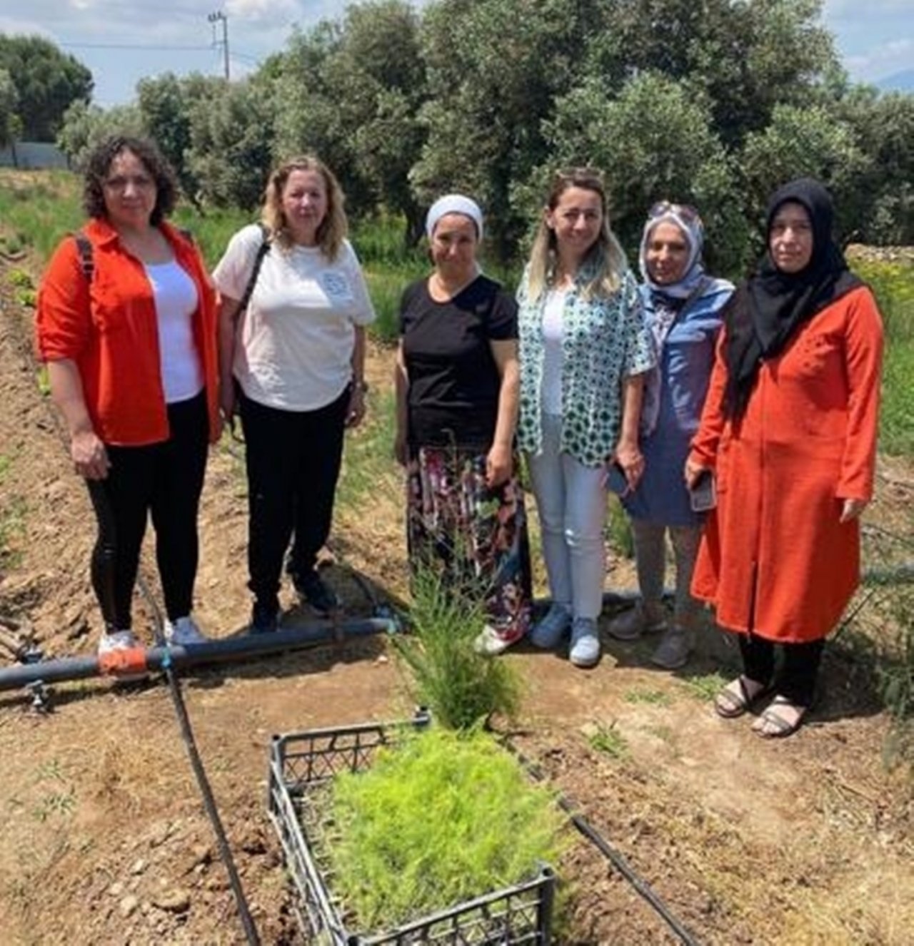 Efeler’de 4 bin 300 kuşkonmaz fidesi dağıtıldı