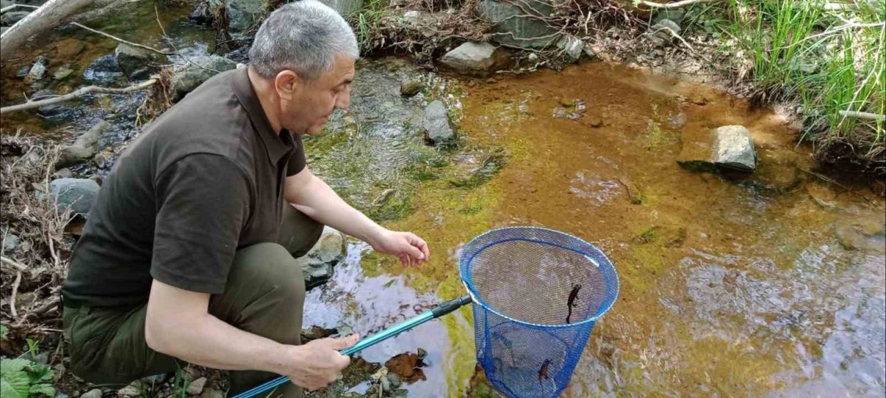 Elazığ’da benekli semender izleme çalışması yapıldı