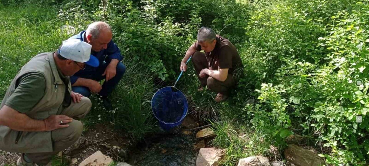 Elazığ’da benekli semender izleme çalışması yapıldı