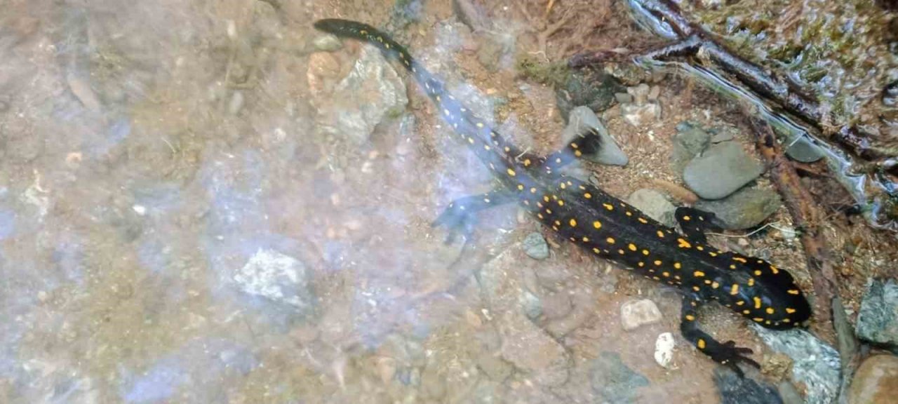 Elazığ’da benekli semender izleme çalışması yapıldı