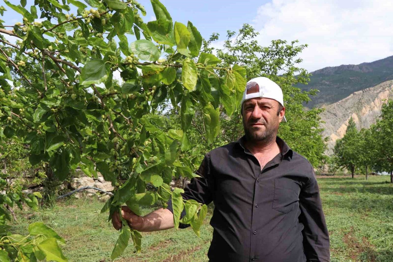 Ayvalı’da dutlara göz düştü