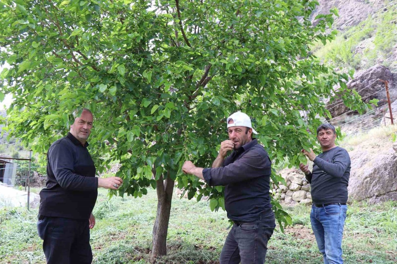 Ayvalı’da dutlara göz düştü