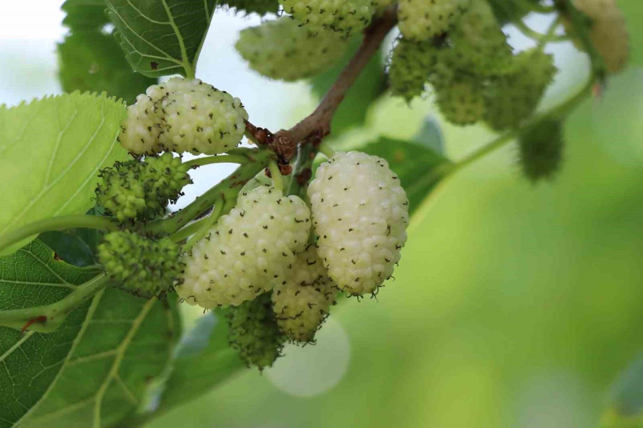 Ayvalı’da dutlara göz düştü