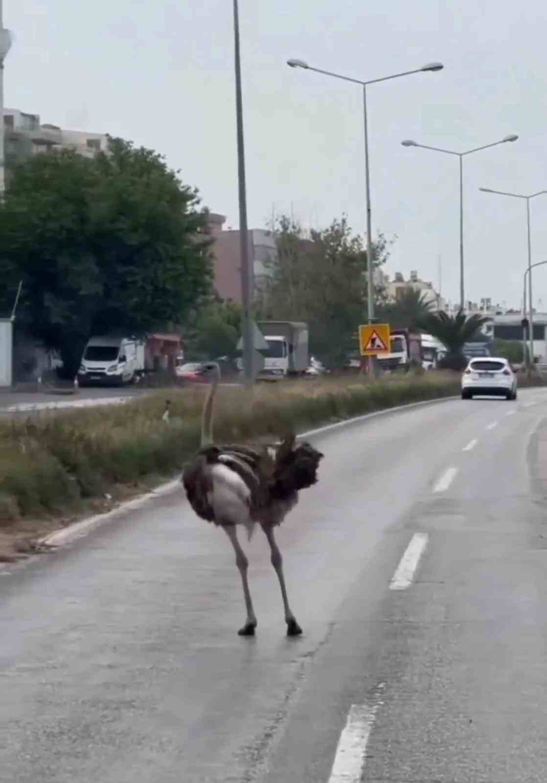 Dikkat: Trafikte deve kuşu var