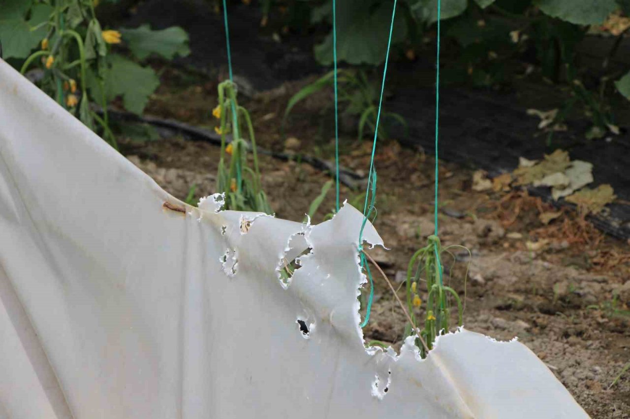 Yırtıcı hayvanlar seralarda hasara yol açtı, köylüler yardım istedi