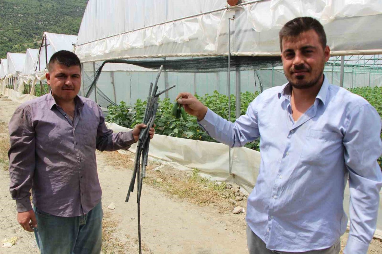 Yırtıcı hayvanlar seralarda hasara yol açtı, köylüler yardım istedi