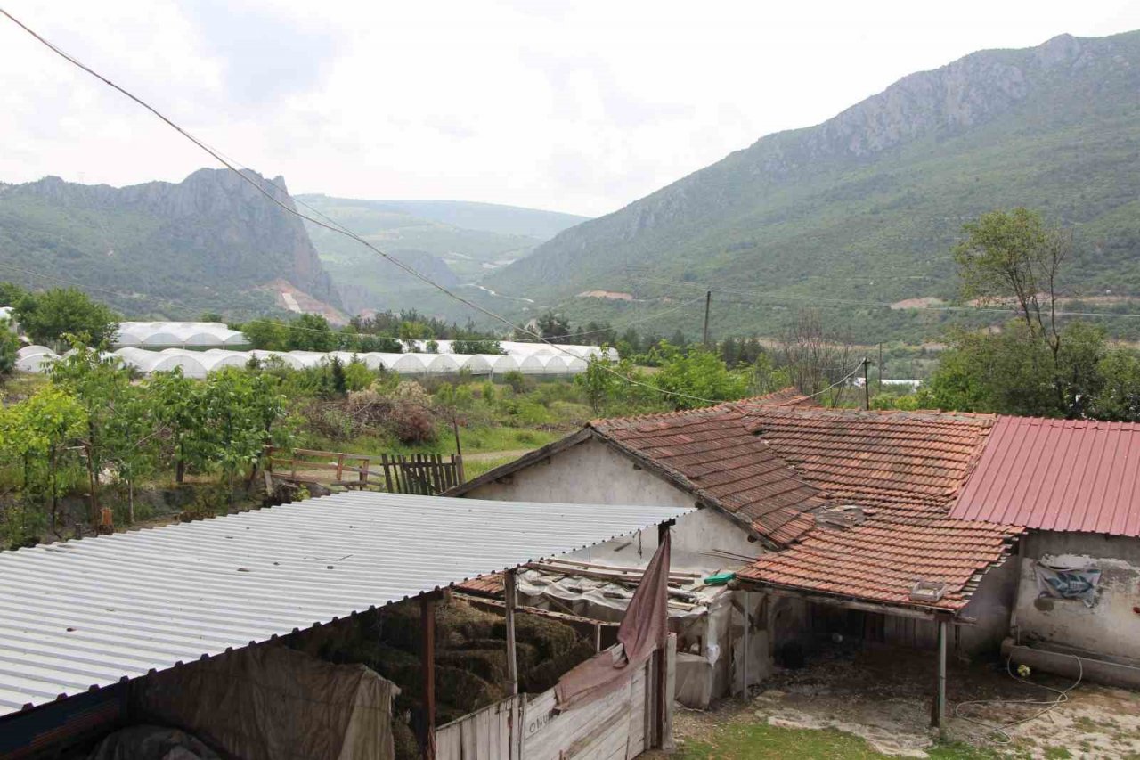 Yırtıcı hayvanlar seralarda hasara yol açtı, köylüler yardım istedi