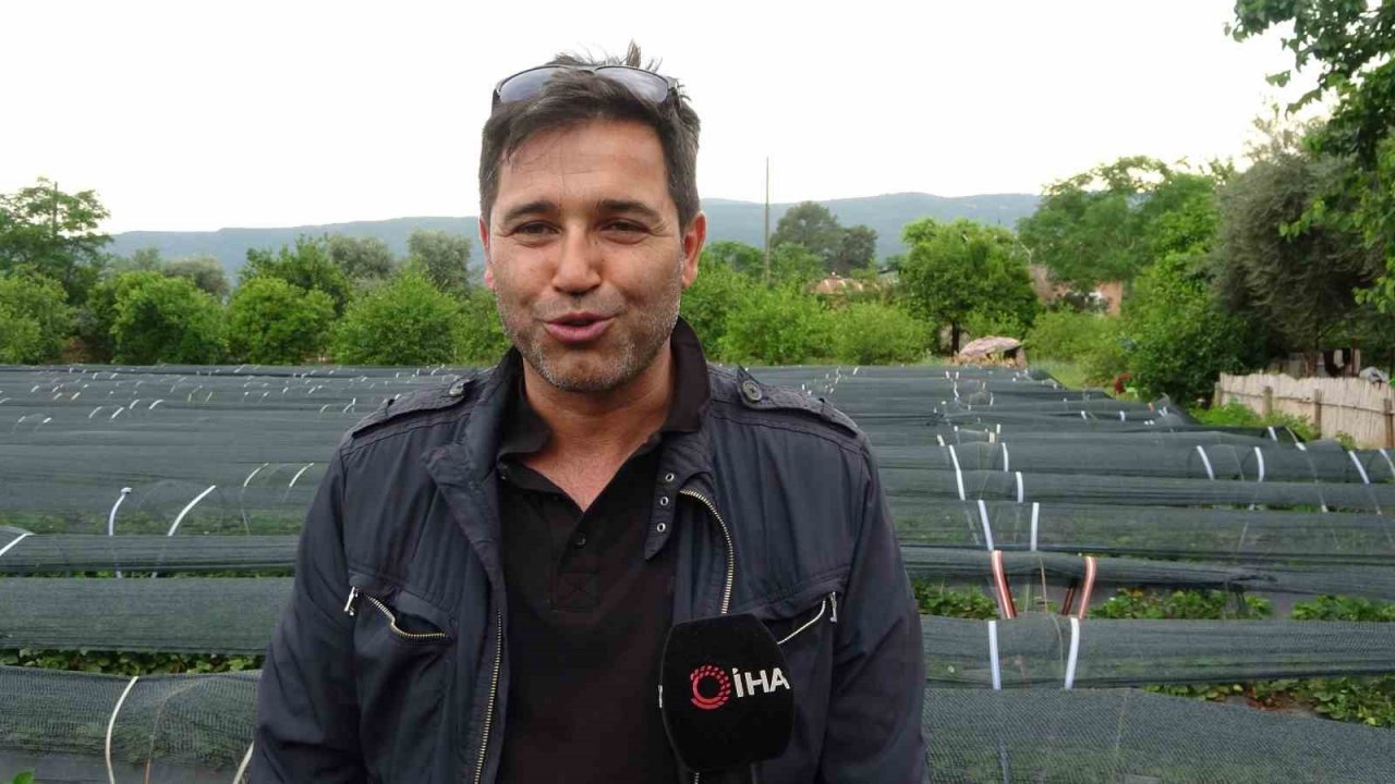 Leylek ailesi yavrularını büyütmeye başladı, mahalle sakinlerinin ilgi odağı oldu