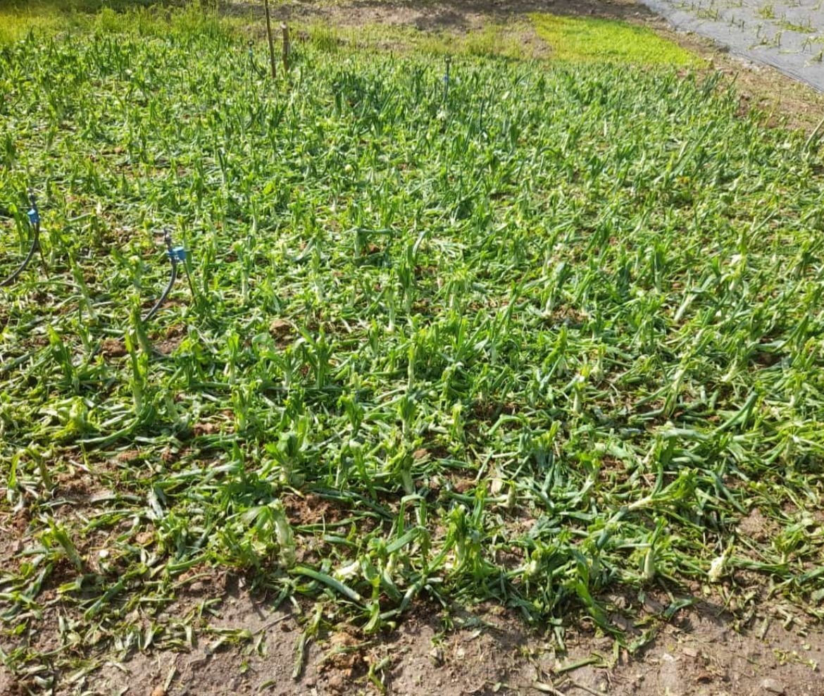 Dolu, sebze fidelerine zarar verdi