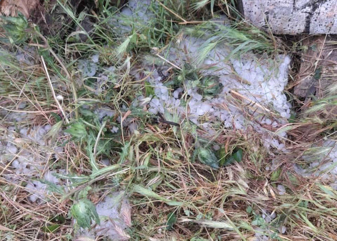 Dolu, sebze fidelerine zarar verdi