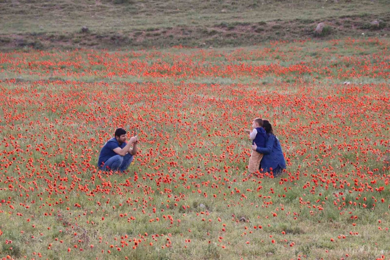 Oltu’da gelincik şöleni