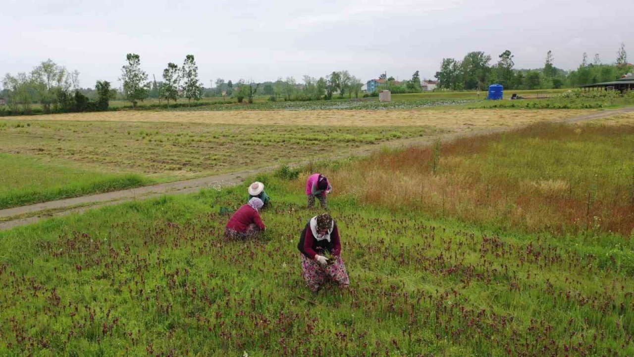 Topraktan çıkan altın: Kilosu 2 bin TL