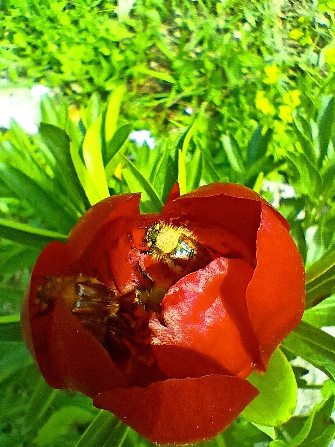 Yalova TEMA’dan biyolojik çeşitlilik yürüyüşü