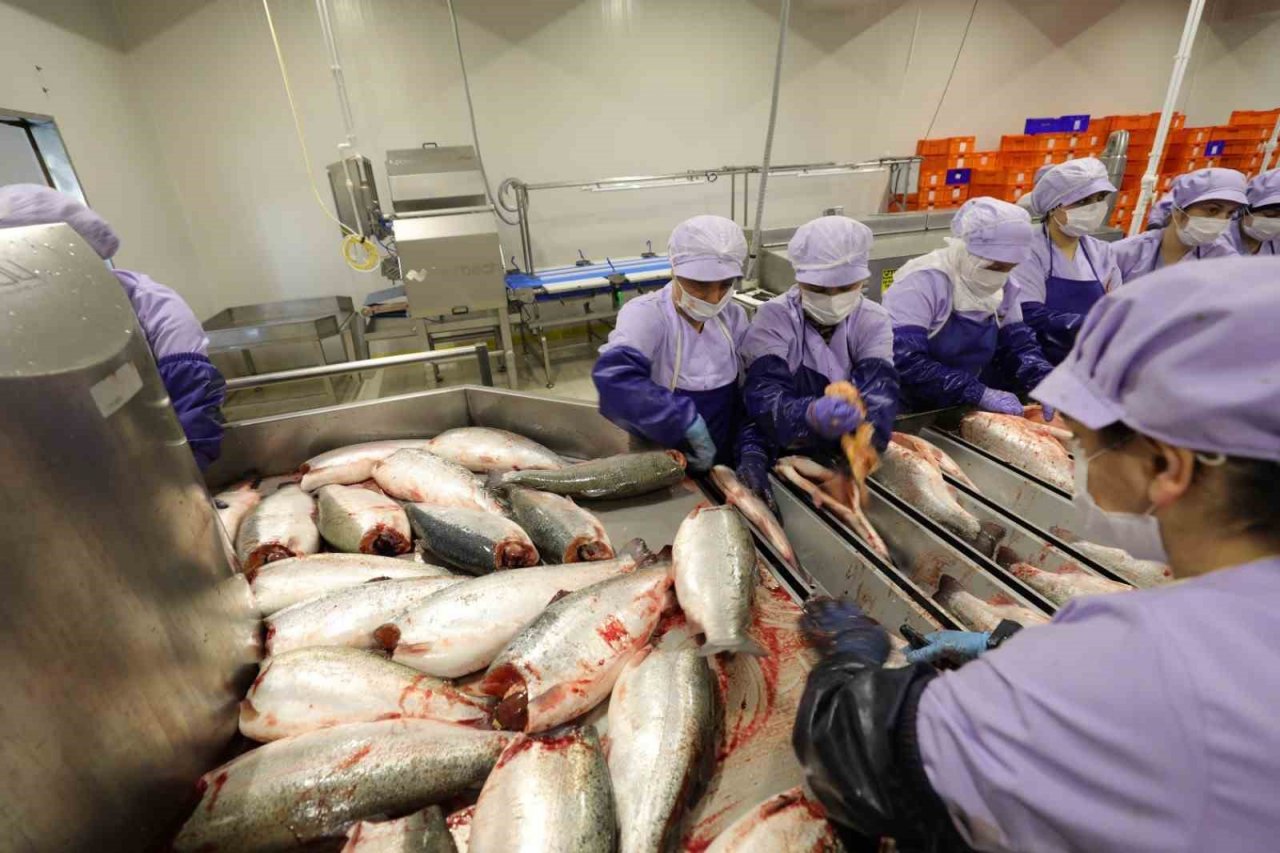 Trabzon’da somon hasadına başlandı