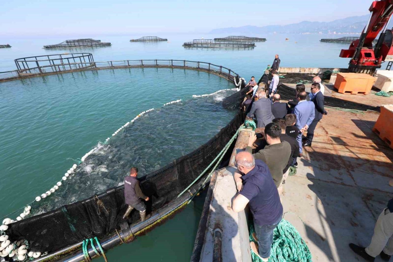 Trabzon’da somon hasadına başlandı