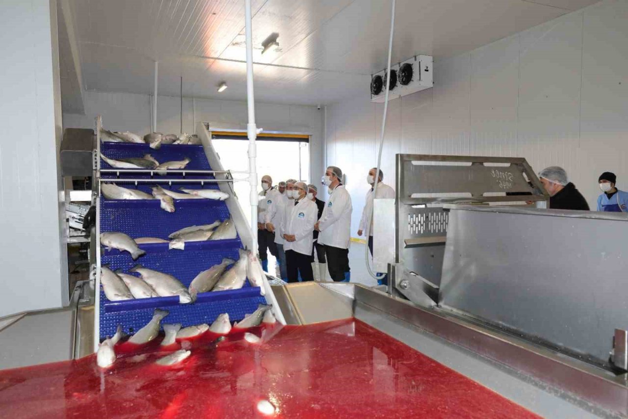 Trabzon’da somon hasadına başlandı