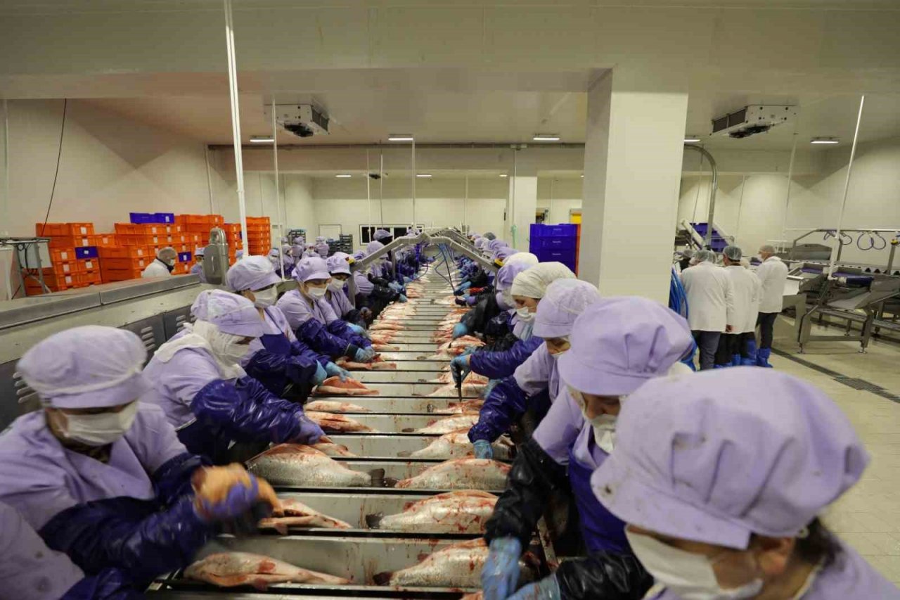 Trabzon’da somon hasadına başlandı