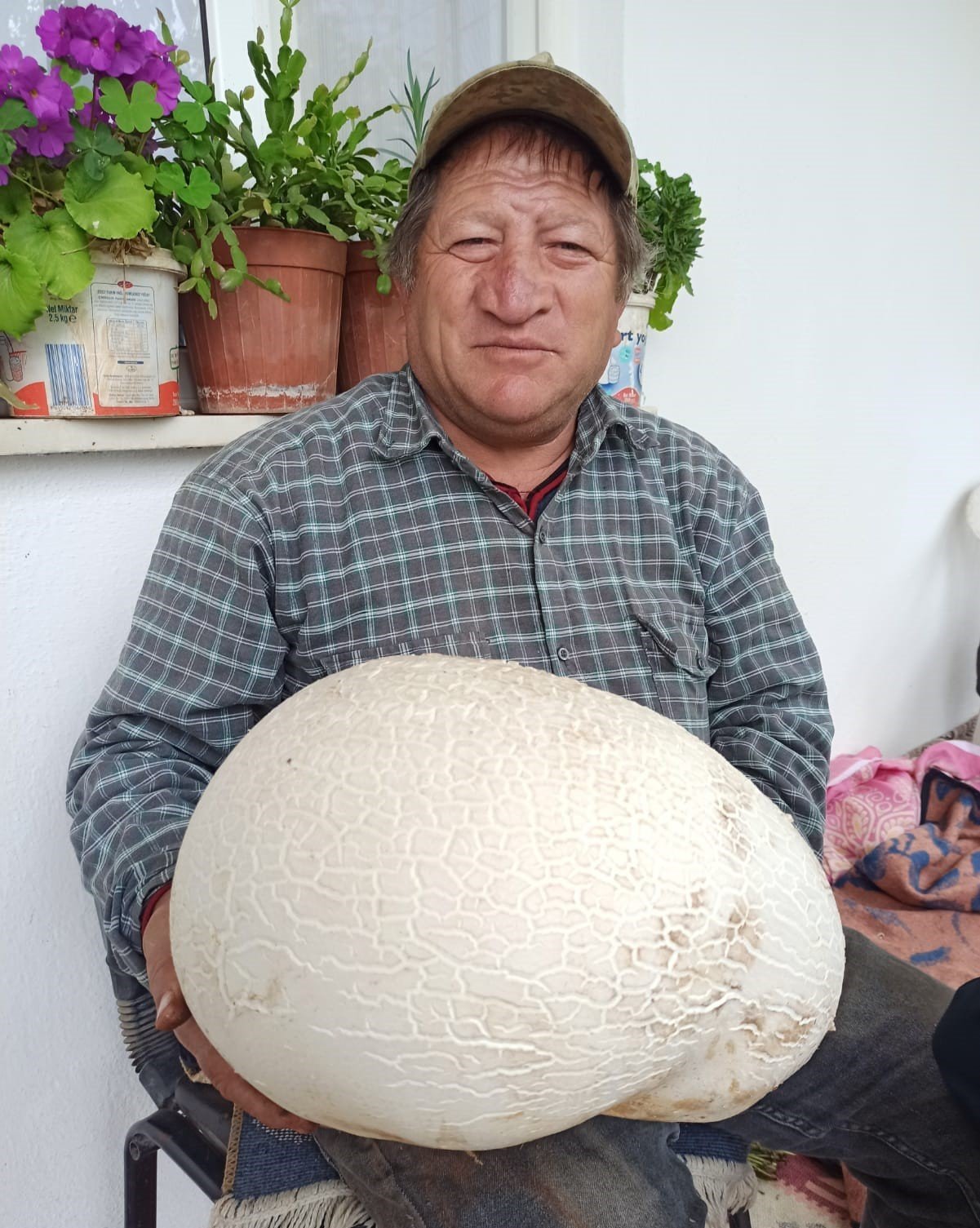 Dev mantar görenleri hayrete düşürdü