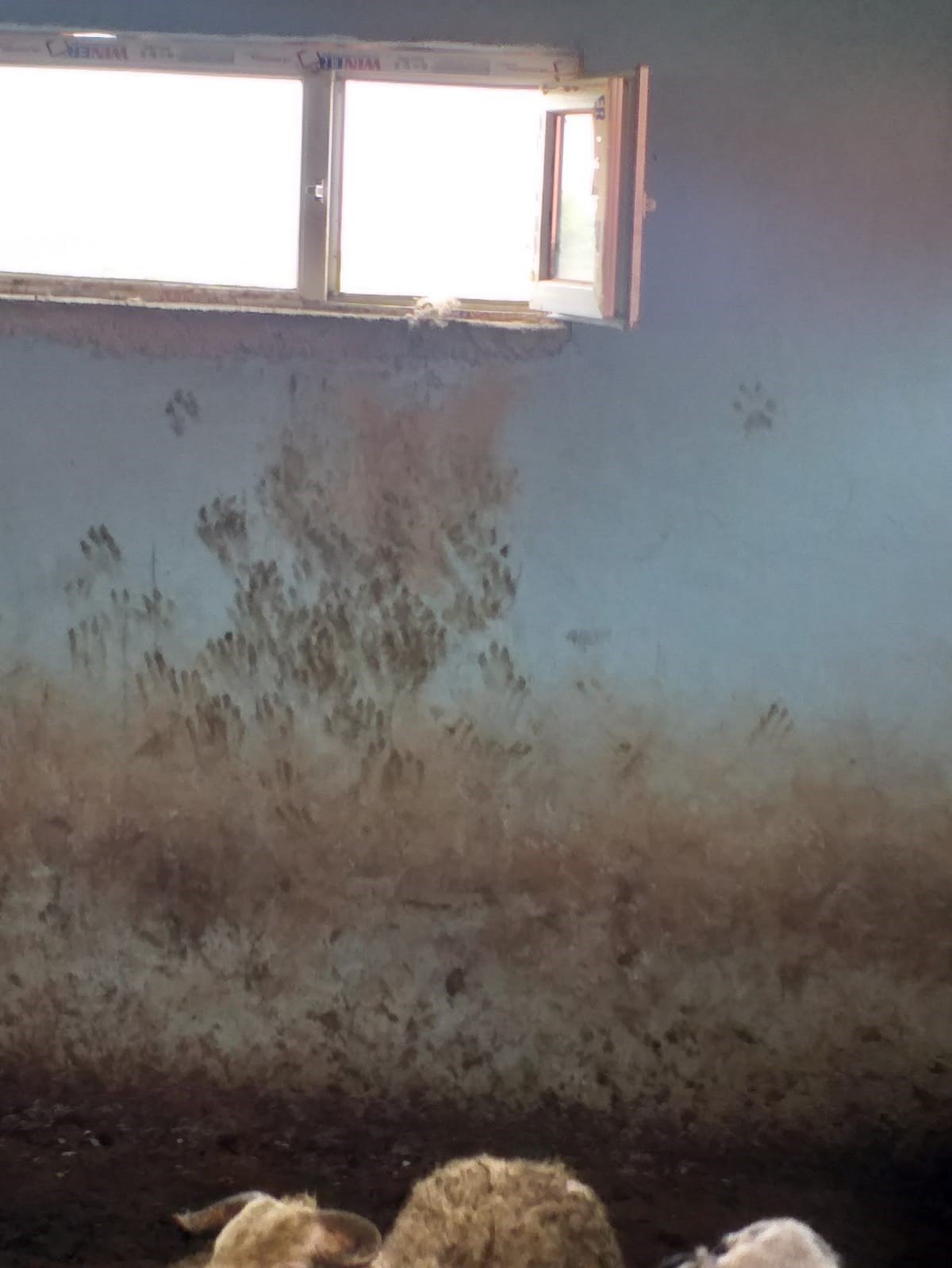 Devlet destekli alınan sürüye kurt dadandı: 35 koyun telef oldu