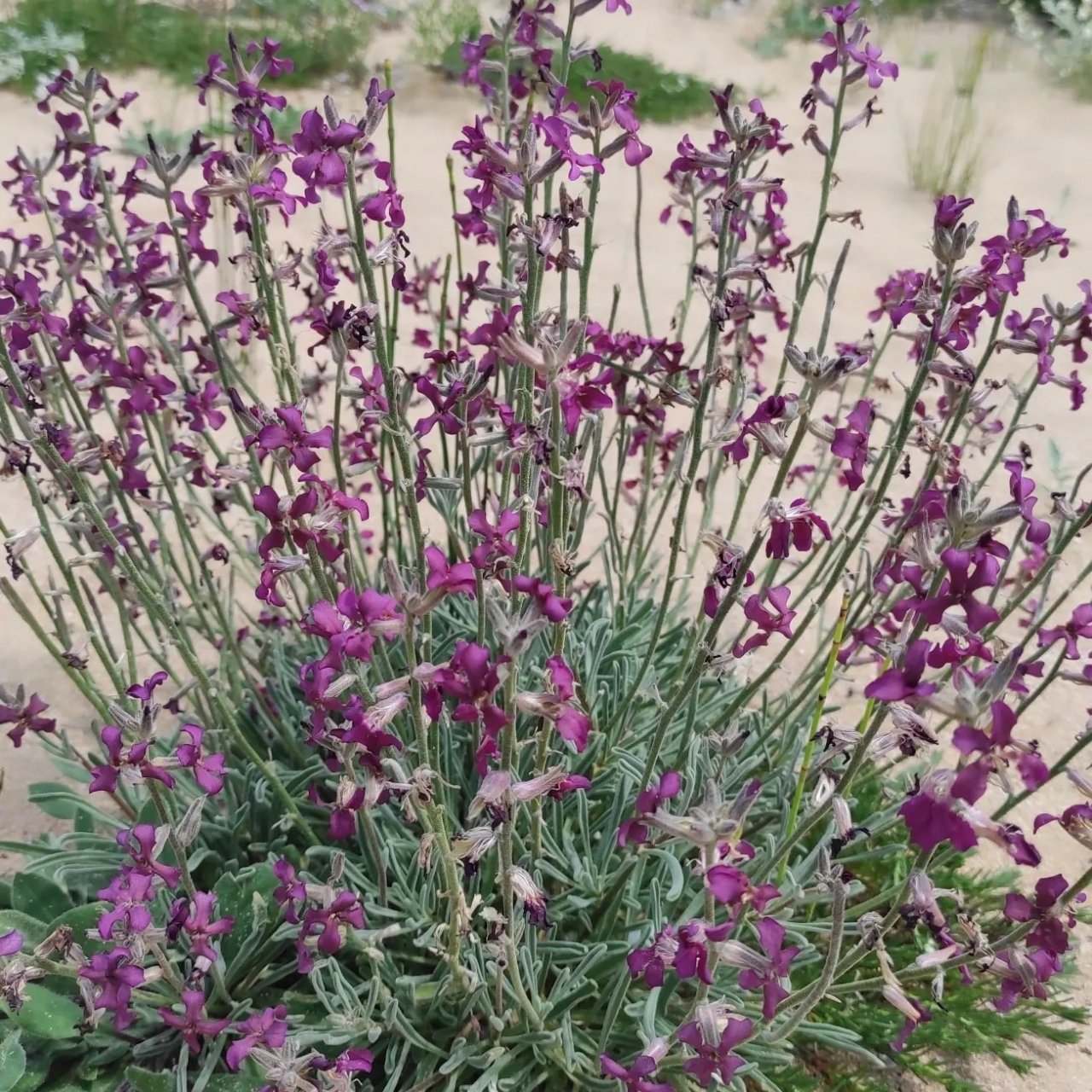 Doğa Tanıtım ve Biyolojik Çeşitlilik Gününde 12 kilometre yürüdüler