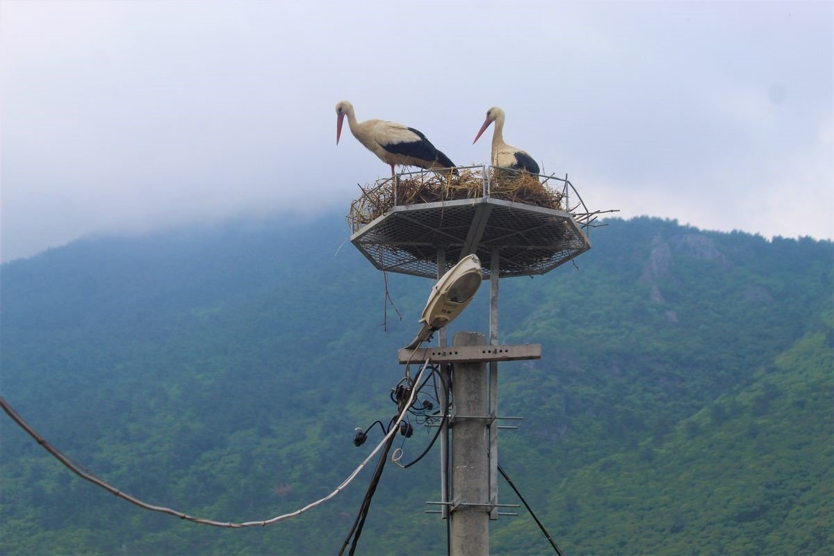 Gökçealan’a 40 yıl sonra gelen leyleklerine yeni yuva