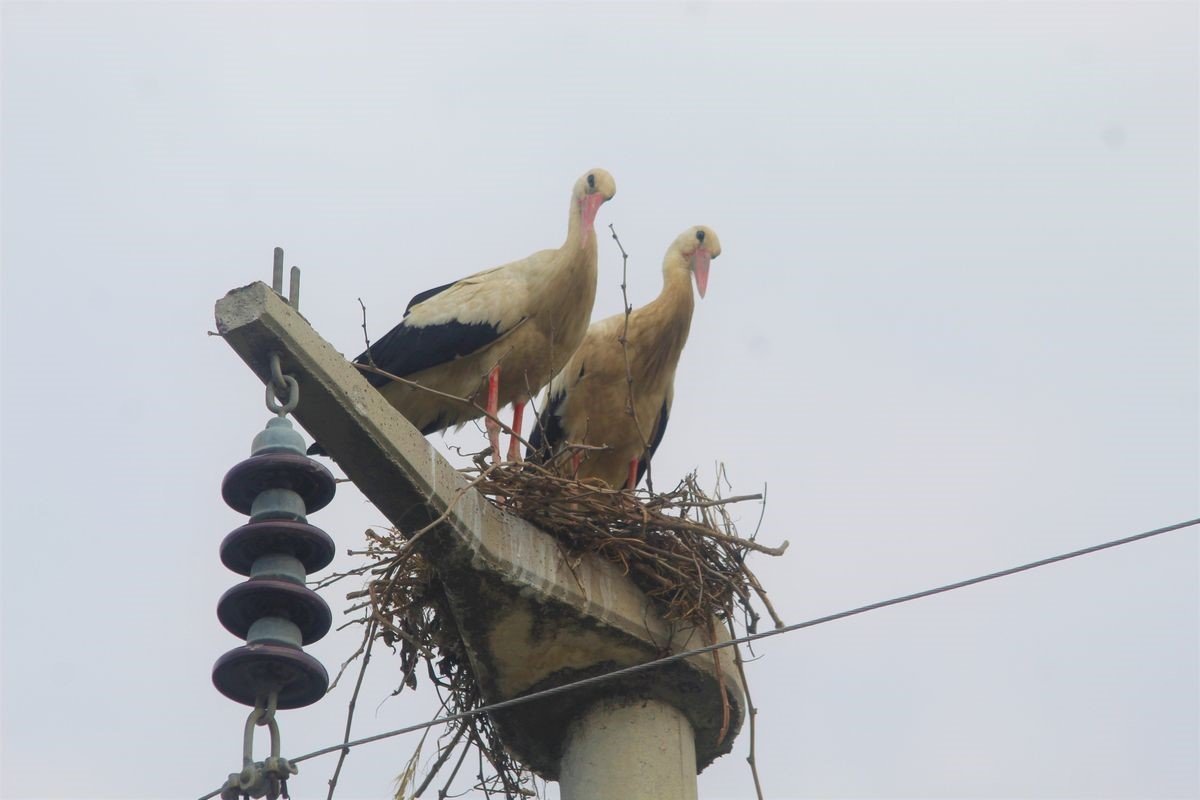 Gökçealan’a 40 yıl sonra gelen leyleklerine yeni yuva