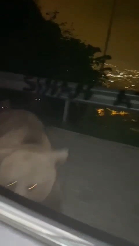 Bursa’da anayola inen ayı, yanında yavaşlayan otomobile böyle saldırdı