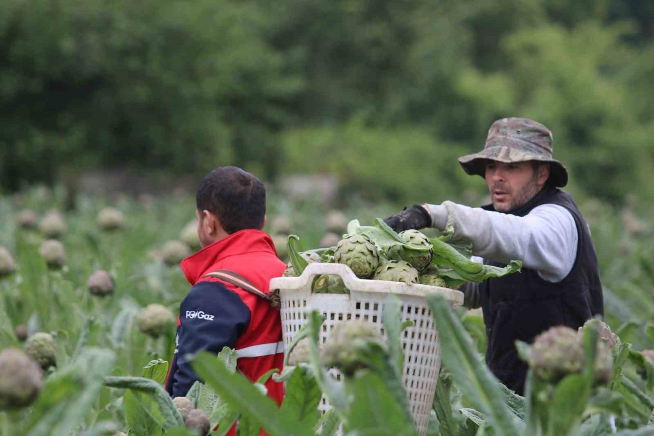 Coğrafi işaret tescilli Hasanağa enginarında hasat zamanı
