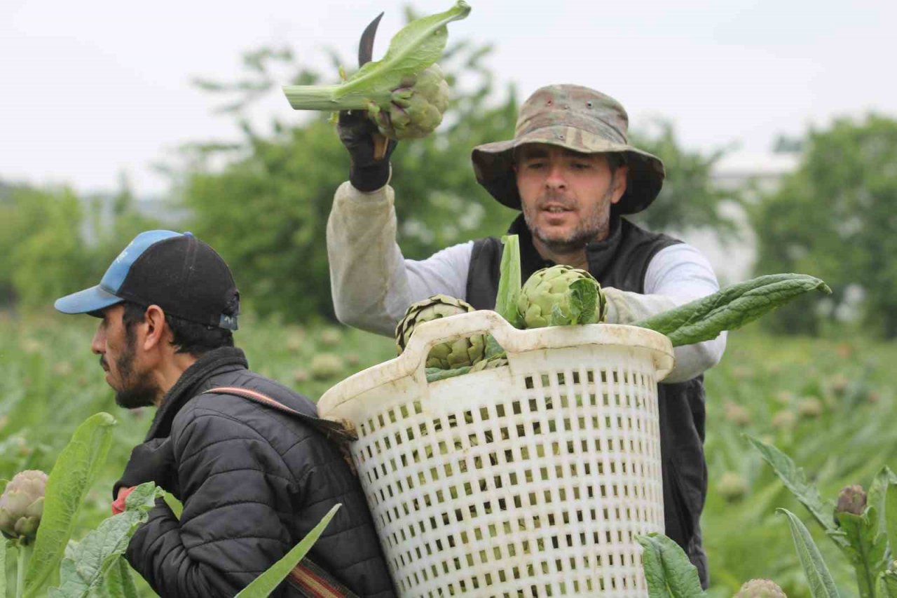 Coğrafi işaret tescilli Hasanağa enginarında hasat zamanı