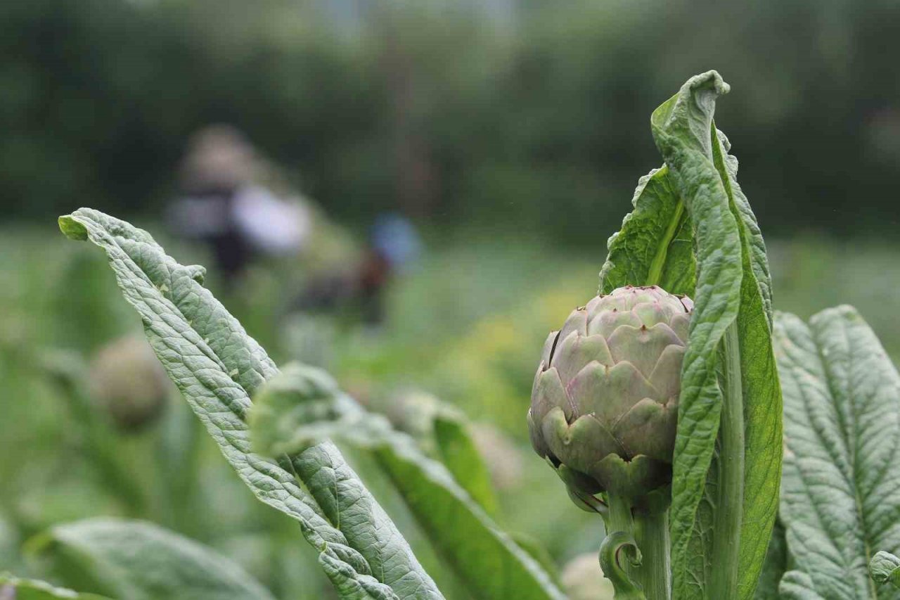 Coğrafi işaret tescilli Hasanağa enginarında hasat zamanı