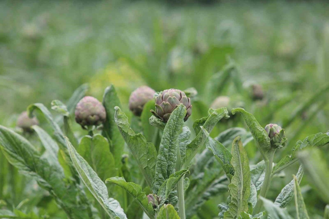 Coğrafi işaret tescilli Hasanağa enginarında hasat zamanı