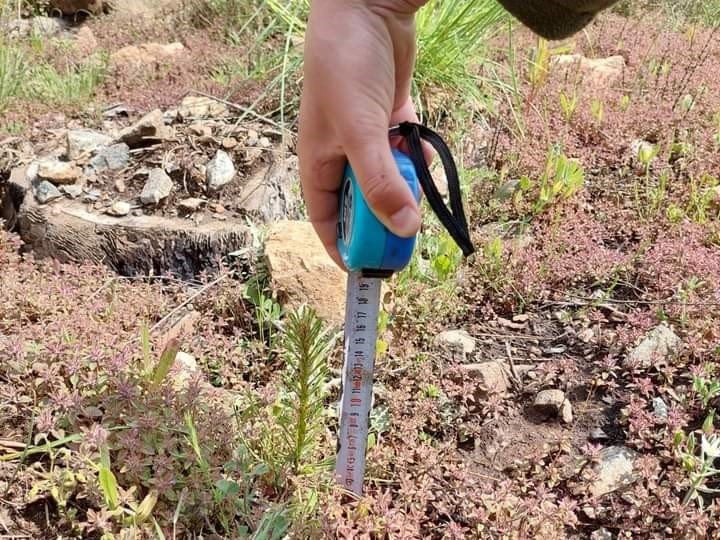 Yanan ormanlık alanlar yeşillendiriliyor