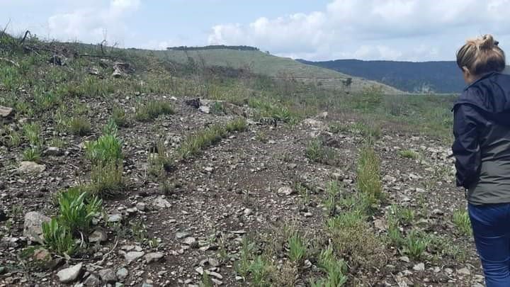 Yanan ormanlık alanlar yeşillendiriliyor