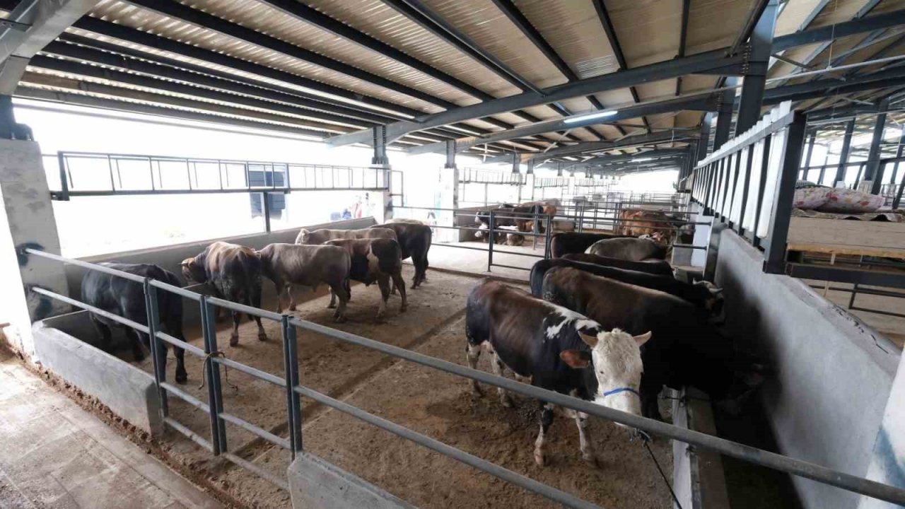 İnegöl hayvan pazarına ilk kurbanlıklar geldi