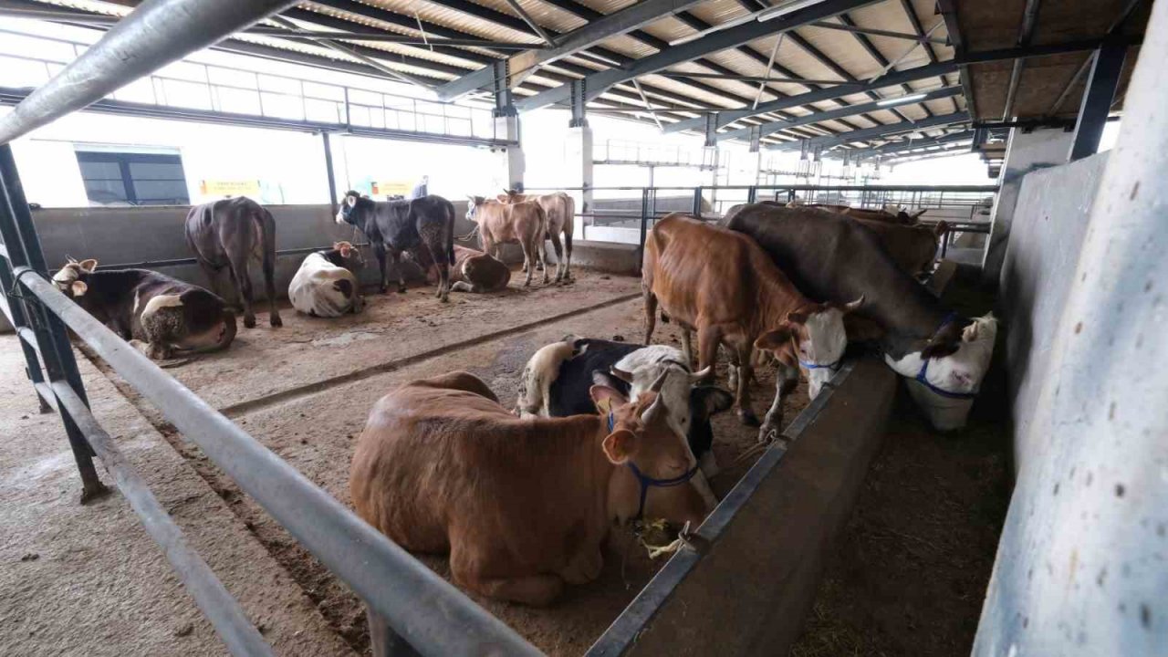 İnegöl hayvan pazarına ilk kurbanlıklar geldi