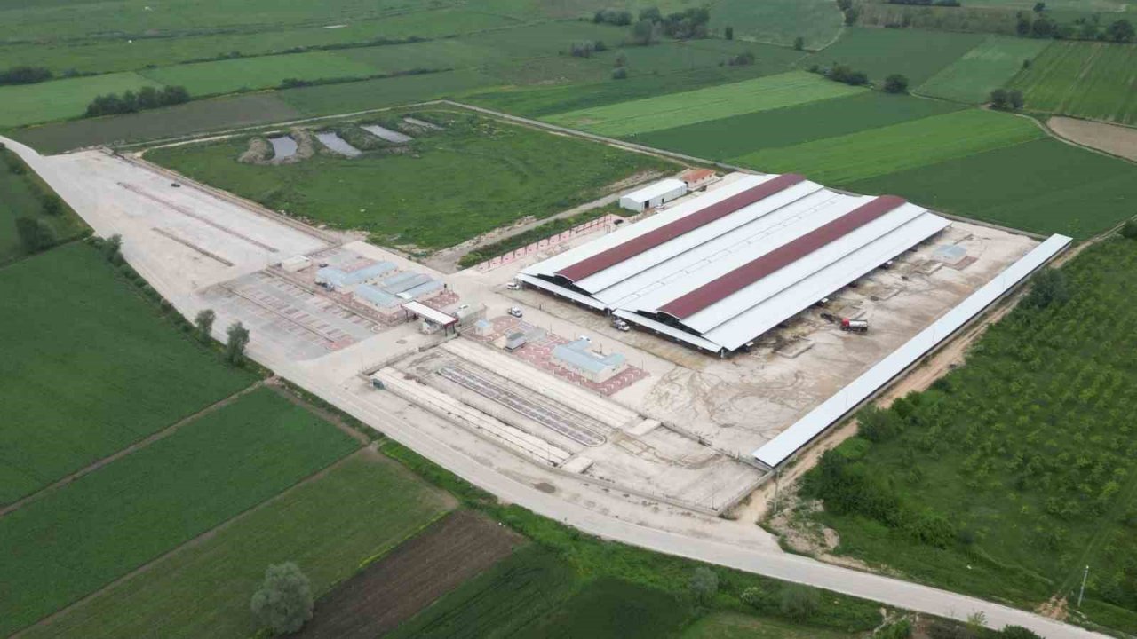 İnegöl hayvan pazarına ilk kurbanlıklar geldi