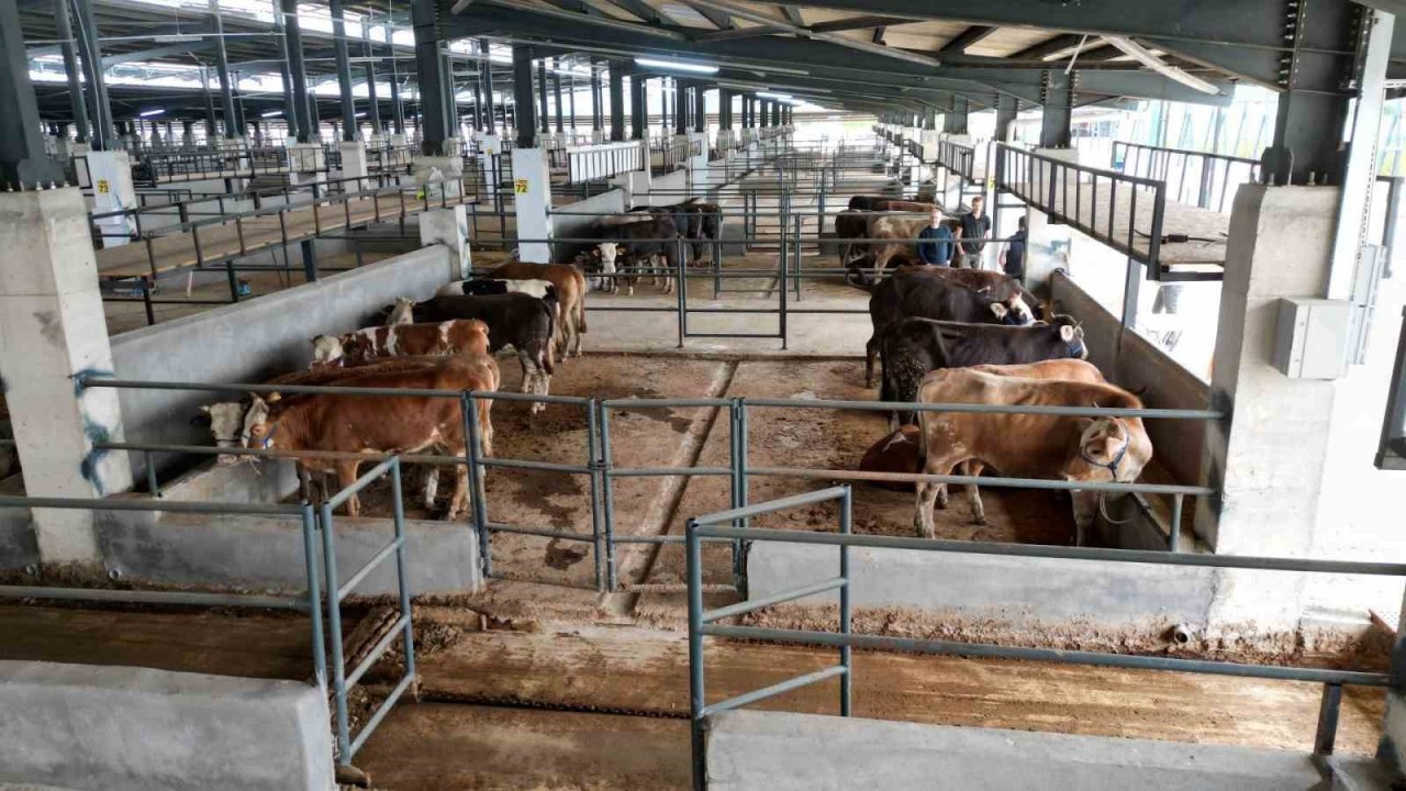 İnegöl hayvan pazarına ilk kurbanlıklar geldi