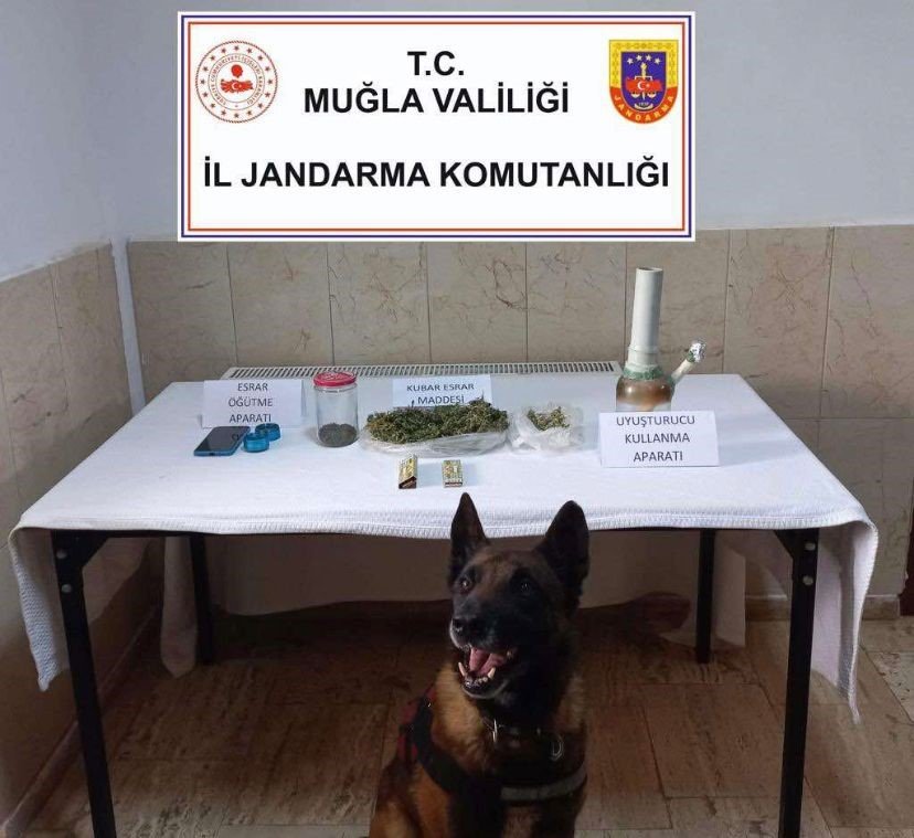 Muğla jandarmasının hassas burunları uyuşturucuya geçit vermedi