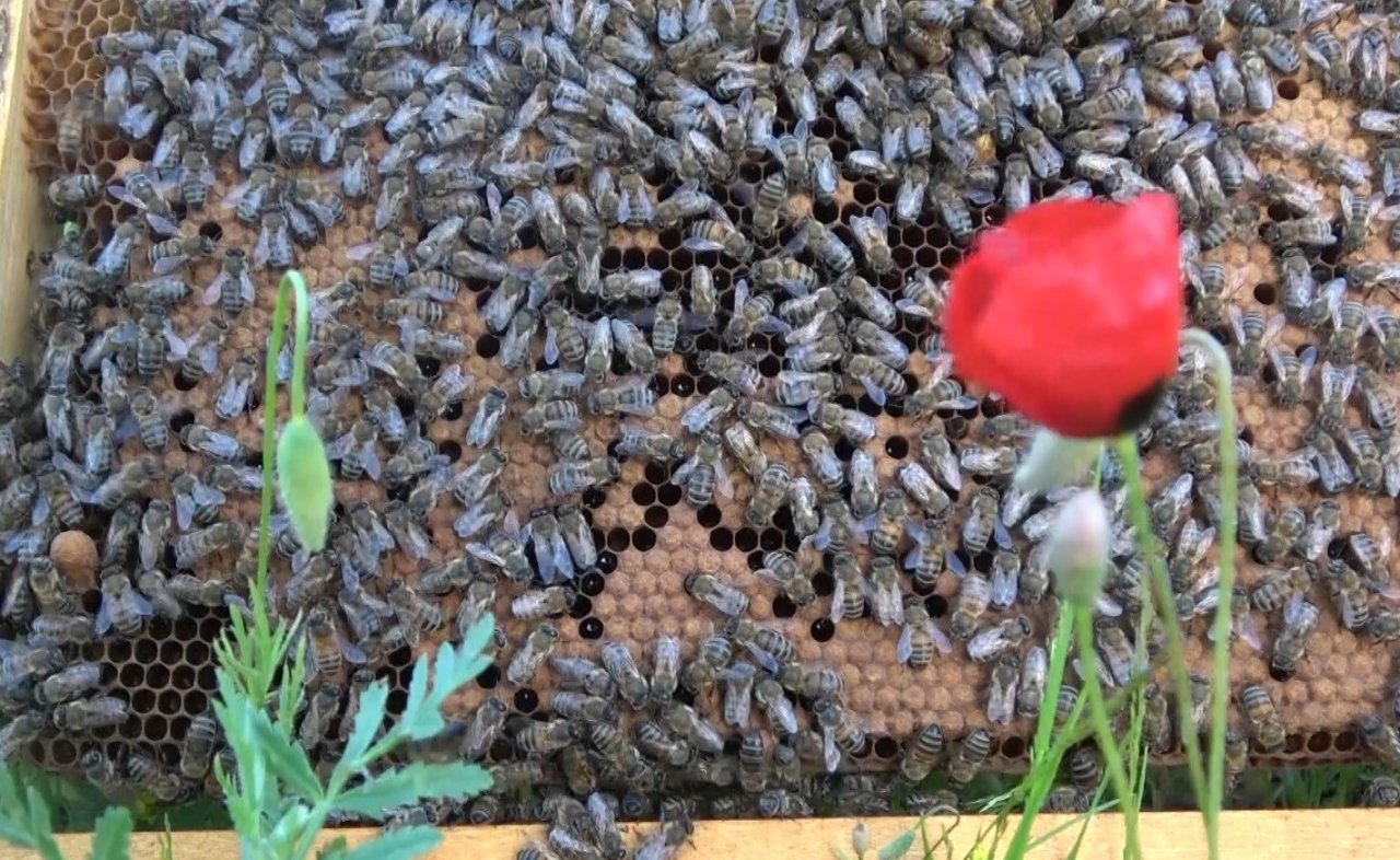 Muş’ta 100 bin kovandan 600 ton bal üretimi hedefleniyor