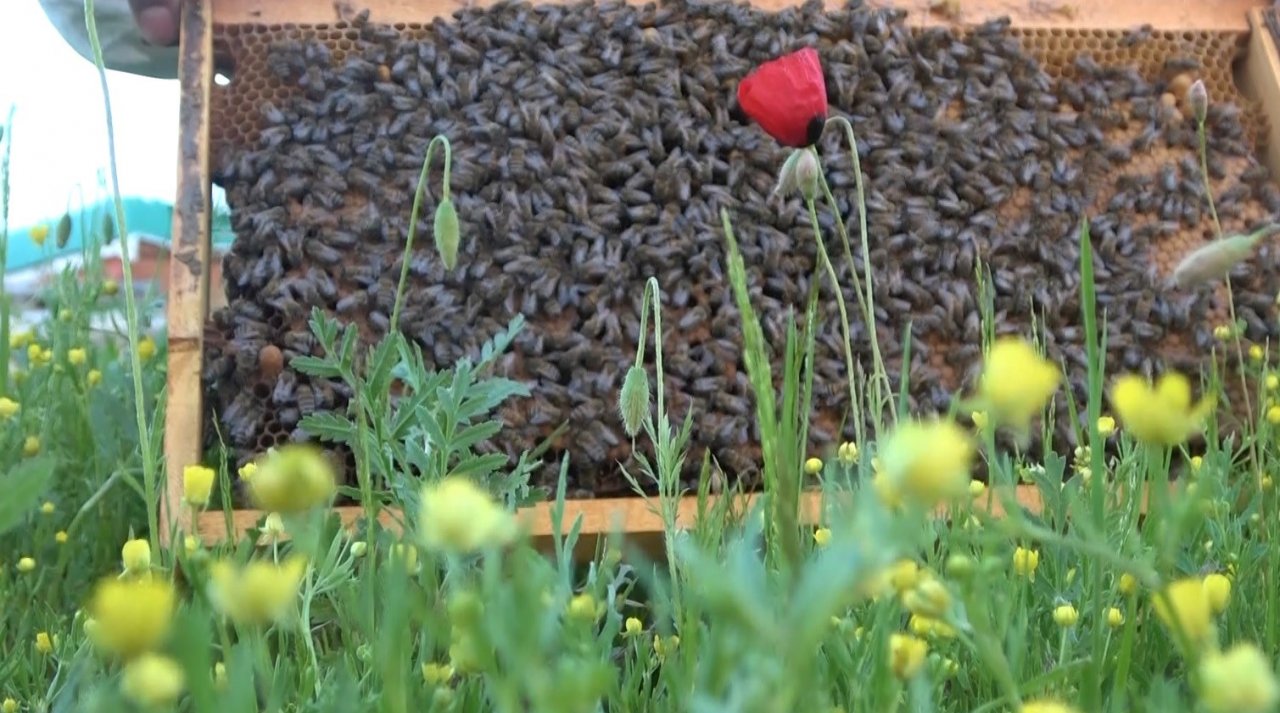 Muş’ta 100 bin kovandan 600 ton bal üretimi hedefleniyor