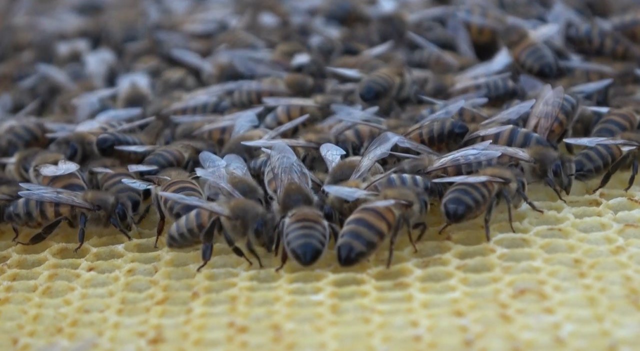 Muş’ta 100 bin kovandan 600 ton bal üretimi hedefleniyor